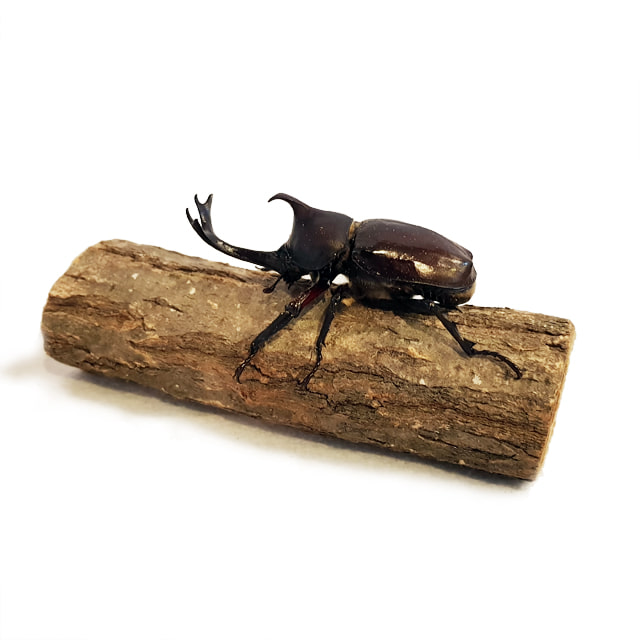 놀이목 천연 나무 장수풍뎅이 사슴벌레 키우기 곤충 스스로 일어나기 필수 용품