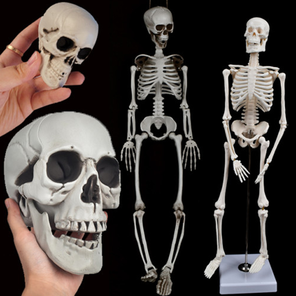 해골모형 인체 모형 뼈 골격 사람 해골 신체 해부 두개골 해부학 모형도 미술